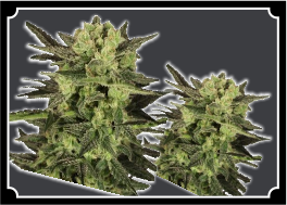 MK ULTRA Feminized